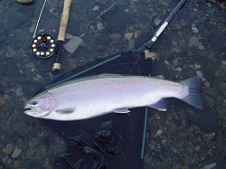 Steelhead