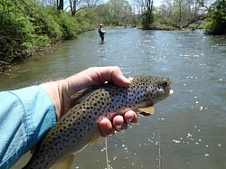 Native Brown Trout 