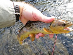 Little Brownie