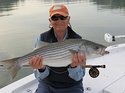 Lake Lanier Striper
