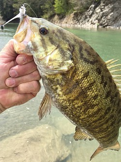 Smallmouth Bass