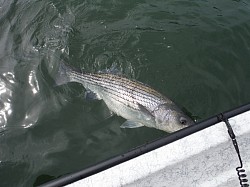 Nice Striper!