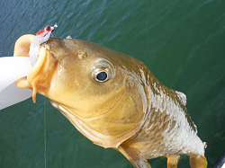 Carp on Fly