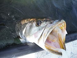 Watch those teeth!