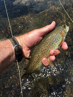 COLDWATER (Trout)