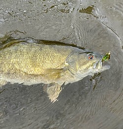 WARMWATER (Smallmouth)