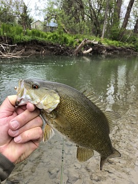 Smallmouth Bass