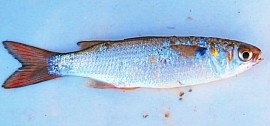 Finger Mullet: Size 3”-6”