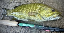 Smallmouth Bass / DRAGONtail Tenkara Hydra v2 rod